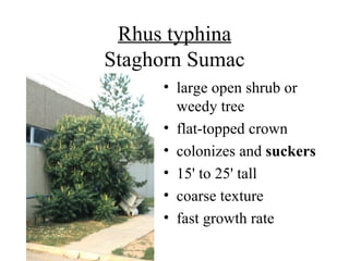 Rhus typhina Staghorn Sumac large open shrub or weedy tree  flat-topped crown  colonizes and  suckers   15' to 25' tall  coarse texture  fast growth rate  