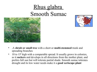 Rhus glabra  Smooth Sumac .A  shrub or small tree  with a short or  multi-stemmed  trunk and spreading branches 10 to 15' high with a comparable spread. It usually grows in colonies, as it  suckers  and develops in all directions from the mother plant, and prefers full sun but will tolerate partial shade. Smooth sumac tolerates drought and its low water needs make it a  good xeriscape plant 