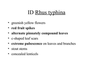 ID  Rhus typhina greenish yellow flowers  red fruit spikes   alternate pinnately compound leaves   c-shaped leaf scars  extreme pubescence  on leaves and branches  stout stems  concealed lenticels  