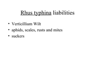 Rhus typhina  liabilities Verticillium Wilt  aphids, scales, rusts and mites  suckers 