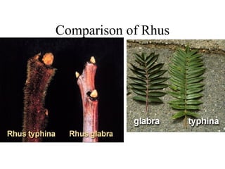 Comparison of Rhus 