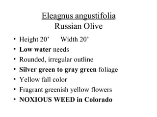 Eleagnus angustifolia Russian Olive Height 20’ Width 20’ Low water  needs Rounded, irregular outline Silver green to gray green  foliage Yellow fall color Fragrant greenish yellow flowers NOXIOUS WEED in Colorado 
