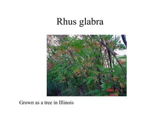 Rhus glabra Grown as a tree in Illinois 