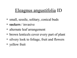 Eleagnus angustifolia  ID small, sessile, solitary, conical buds  suckers  / invasive  alternate leaf arrangement  brown lenticels cover every part of plant  silvery look to foliage, fruit and flowers  yellow fruit  