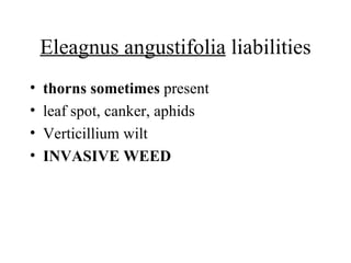 Eleagnus angustifolia  liabilities thorns sometimes  present  leaf spot, canker, aphids  Verticillium wilt INVASIVE WEED 