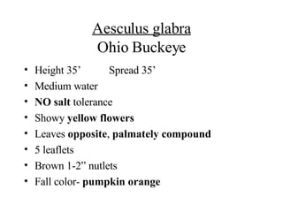 Aesculus glabra Ohio Buckeye Height 35’ Spread 35’ Medium water NO salt  tolerance Showy  yellow flowers Leaves  opposite ,  palmately compound 5 leaflets Brown 1-2” nutlets Fall color-  pumpkin orange 