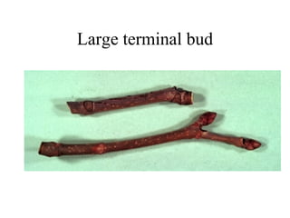 Large terminal bud 