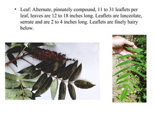Leaf: Alternate, pinnately compound, 11 to 31 leaflets per leaf, leaves are 12 to 18 inches long. Leaflets are lanceolate, serrate and are 2 to 4 inches long. Leaflets are finely hairy below.  