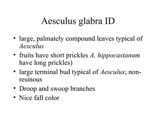 Aesculus glabra ID large, palmately compound leaves typical of  Aesculus   fruits have short prickles  A. hippocastanum  have long prickles)  large terminal bud typical of  Aesculus ; non-resinous  Droop and swoop branches Nice fall color 