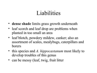 Liabilities dense shade  limits grass growth underneath  leaf scorch and leaf drop are problems when planted in too small an area  leaf blotch, powdery mildew, canker; also an assortment of scales, mealybugs, caterpillars and borers  this species and  A. hippocastanum  most likely to develop troubles of this genus  can be messy (leaf, twig, fruit litter  