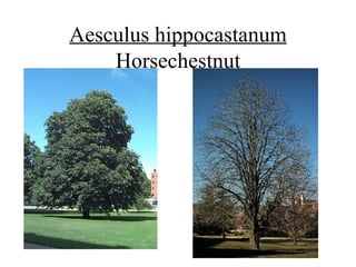 Aesculus hippocastanum  Horsechestnut 