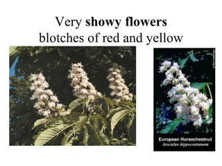 Very  showy flowers blotches of red and yellow 
