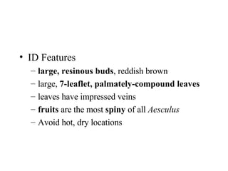 ID Features  large, resinous buds , reddish brown  large,  7-leaflet, palmately-compound leaves   leaves have impressed veins  fruits  are the most  spiny  of all  Aesculus   Avoid hot, dry locations 