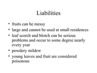 Liabilities fruits can be messy  large and cannot be used at small residences  leaf scorch and blotch can be serious problems and occur to some degree nearly every year  powdery mildew  young leaves and fruit are considered poisonous  