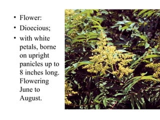 Flower Flower:  Dioecious; with white petals, borne on upright panicles up to 8 inches long. Flowering June to August. 
