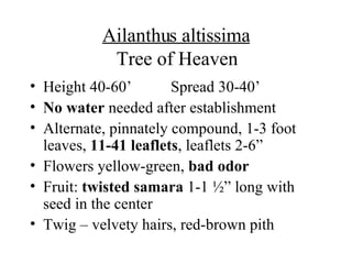 Ailanthus altissima Tree of Heaven Height 40-60’ Spread 30-40’ No water  needed after establishment Alternate, pinnately compound, 1-3 foot leaves,  11-41 leaflets , leaflets 2-6” Flowers yellow-green,  bad odor Fruit:  twisted samara  1-1 ½” long with seed in the center Twig – velvety hairs, red-brown pith 