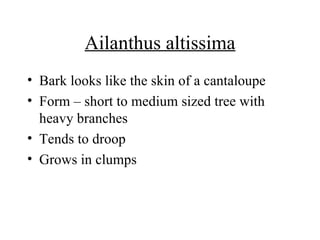 Ailanthus altissima Bark looks like the skin of a cantaloupe Form – short to medium sized tree with heavy branches Tends to droop Grows in clumps 