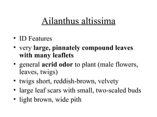 Ailanthus altissima ID Features  very  large, pinnately compound leaves with many leaflets  general  acrid odor  to plant (male flowers, leaves, twigs)  twigs short, reddish-brown, velvety  large leaf scars with small, two-scaled buds  light brown, wide pith  