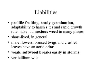 Liabilities prolific fruiting, ready germination , adaptability to harsh sites and rapid growth rate make it a  noxious weed  in many places  short-lived, in general  male flowers, bruised twigs and crushed leaves have an acrid  odor   weak, softwood breaks easily in storms   verticillium wilt  