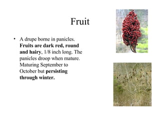 Fruit A drupe borne in panicles.  Fruits are dark red, round and hairy , 1/8 inch long. The panicles droop when mature. Maturing September to October but  persisting through winter.  