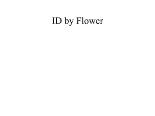 ID by Flower 
