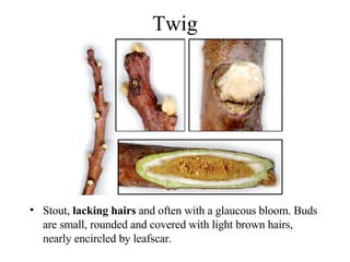 Twig Stout,  lacking hairs  and often with a glaucous bloom. Buds are small, rounded and covered with light brown hairs, nearly encircled by leafscar. 