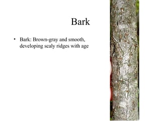 Bark Bark: Brown-gray and smooth, developing scaly ridges with age 