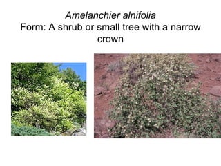 Amelanchier alnifolia Form: A shrub or small tree with a narrow crown 