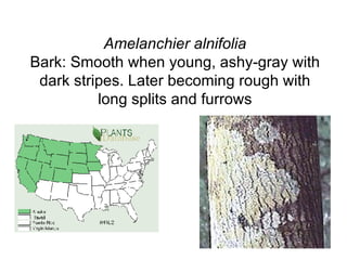 Amelanchier alnifolia Bark: Smooth when young, ashy-gray with dark stripes. Later becoming rough with long splits and furrows 