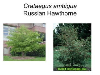 Crataegus ambigua Russian Hawthorne 