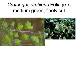 Crataegus ambigua  Foliage is medium green, finely cut 