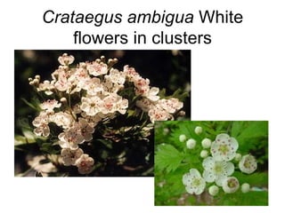 Crataegus ambigua  White flowers in clusters 