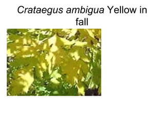 Crataegus ambigua  Yellow in fall 