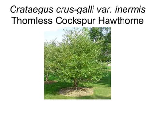 Crataegus crus-galli var. inermis Thornless Cockspur Hawthorne 