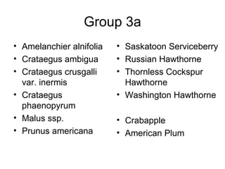Group 3a Amelanchier alnifolia Crataegus ambigua Crataegus crusgalli var. inermis Crataegus phaenopyrum Malus ssp. Prunus americana Saskatoon Serviceberry Russian Hawthorne Thornless Cockspur Hawthorne Washington Hawthorne Crabapple American Plum 