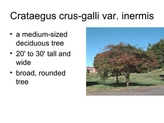 Crataegus crus-galli var. inermis a medium-sized deciduous tree  20' to 30' tall and wide  broad, rounded tree  