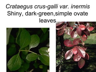 Crataegus crus-galli var. inermis  Shiny, dark-green,simple ovate leaves 