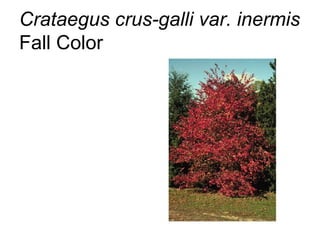 Crataegus crus-galli var. inermis  Fall Color 