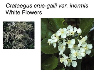 Crataegus crus-galli var. inermis  White Flowers 
