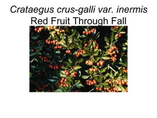 Crataegus crus-galli var. inermis  Red Fruit Through Fall 
