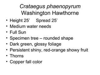 Crataegus phaenopyrum Washington Hawthorne Height 25’ Spread 25’ Medium water needs Full Sun Specimen tree – rounded shape Dark green, glossy foliage Persistent shiny, red-orange showy fruit Thorns Copper fall color 