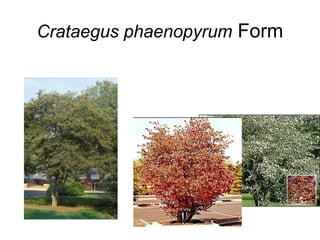 Crataegus phaenopyrum  Form 