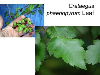 Crataegus phaenopyrum  Leaf 