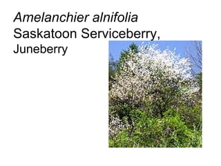 Amelanchier alnifolia Saskatoon Serviceberry,  Juneberry 