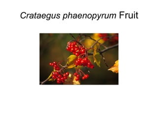 Crataegus phaenopyrum  Fruit 