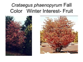 Crataegus phaenopyrum  Fall Color  Winter Interest- Fruit 