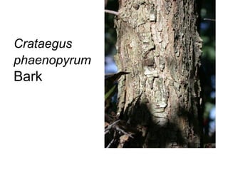 Crataegus phaenopyrum  Bark 