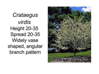 Crataegus virdis   Height 20-35 Spread 20-35 Widely vase shaped, angular branch pattern 
