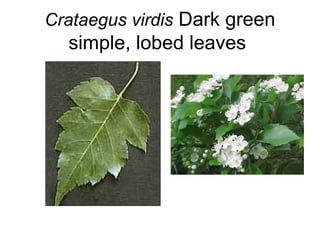 Crataegus virdis  Dark green simple, lobed leaves  
