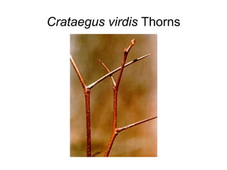 Crataegus virdis  Thorns 